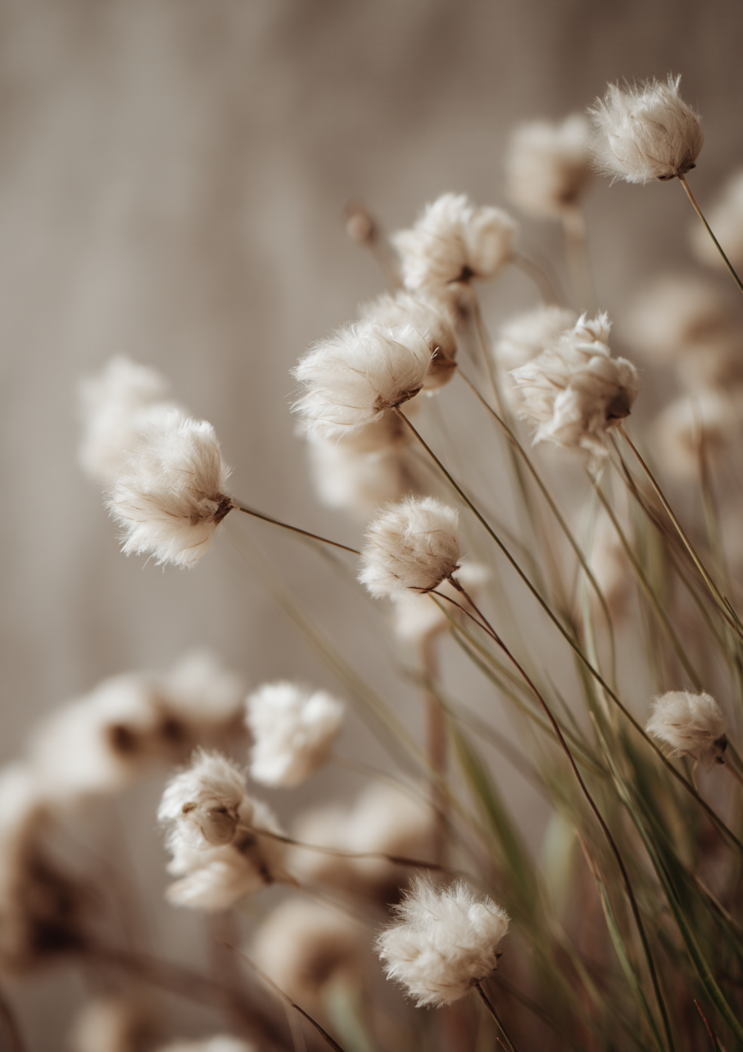 Soft Cotton Days – A3