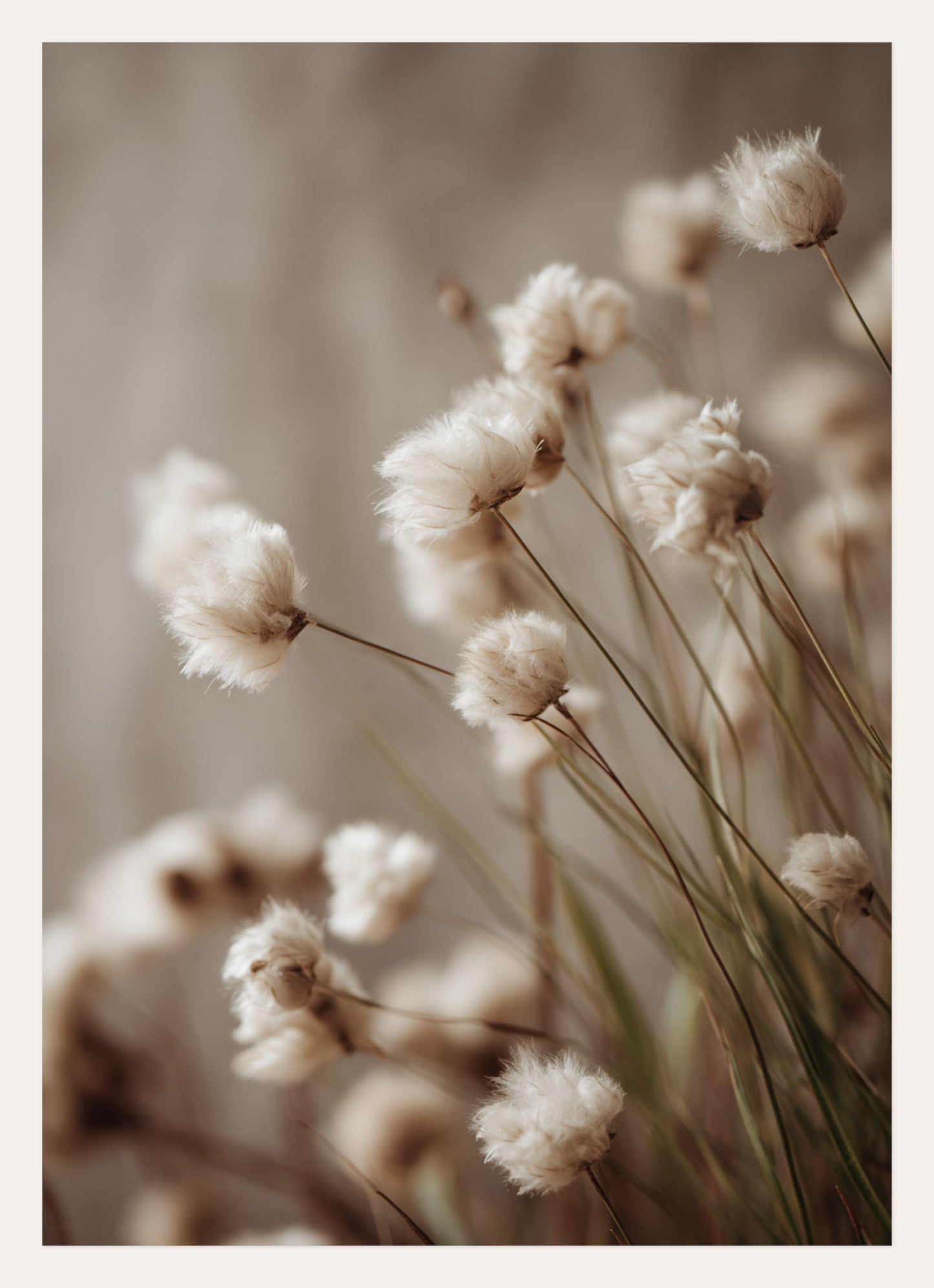 Soft Cotton Days – A3